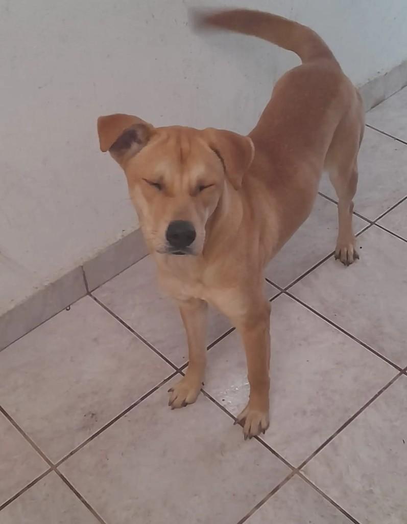 Sky, cadela de porte pequeno para adoção em Blumenau - SC