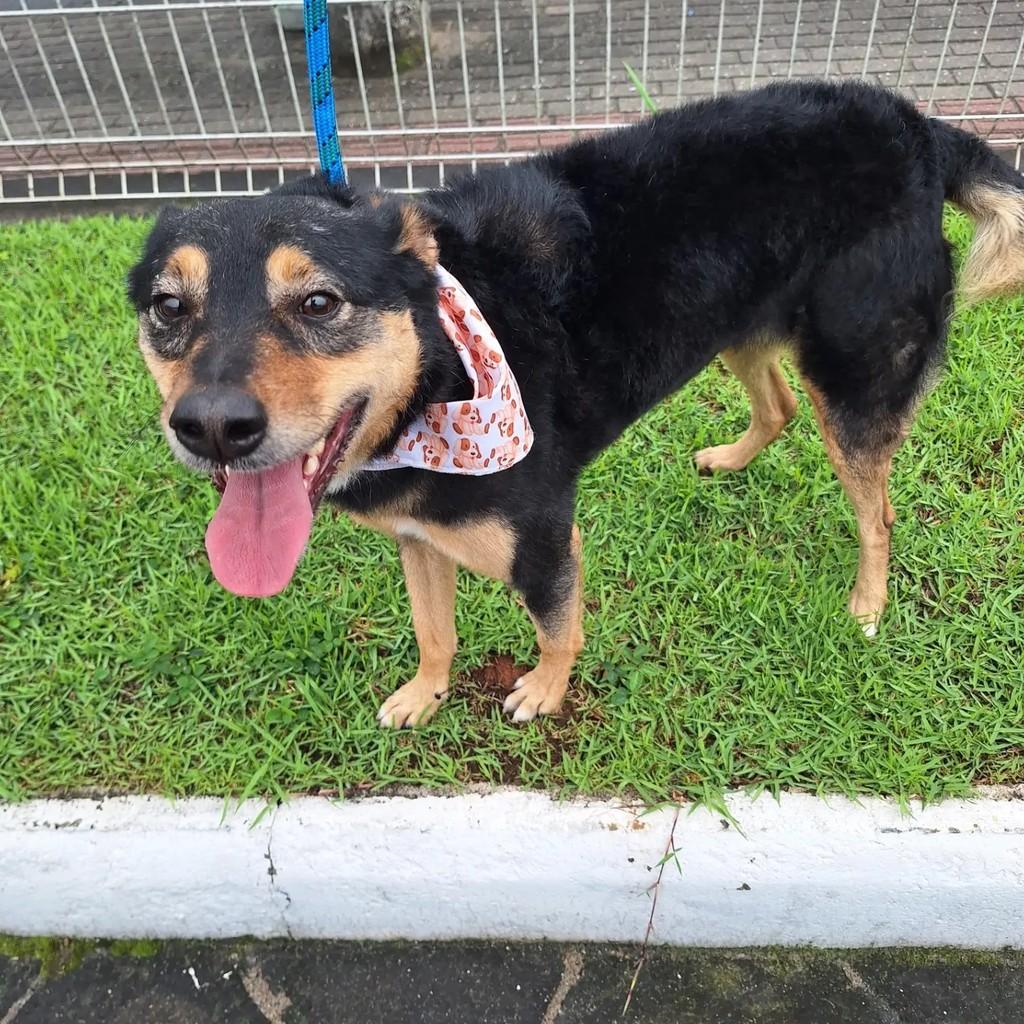 Nescau, cadela de porte médio para adoção em Blumenau - SC