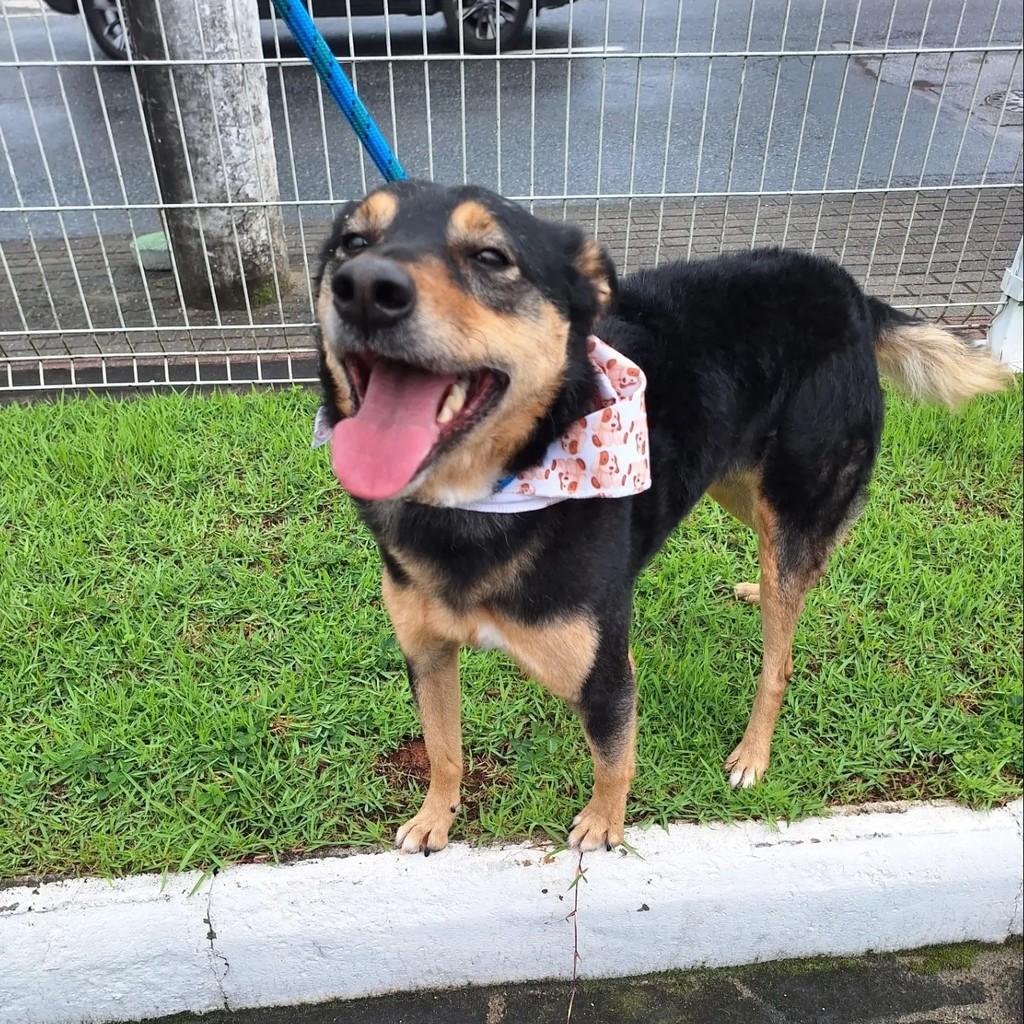 Nescau, cadela de porte médio para adoção em Blumenau - SC — foto 2 de 3