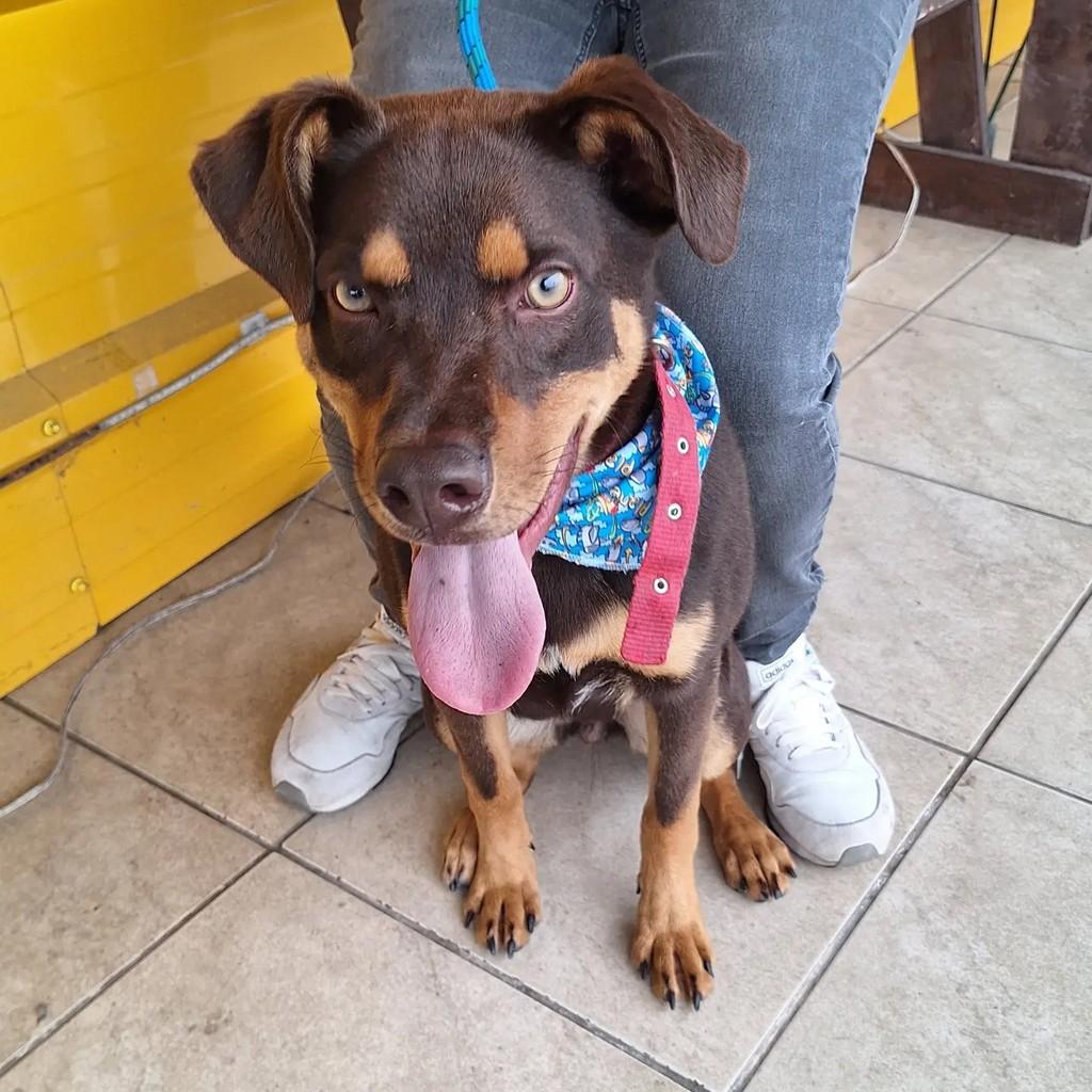 Spaike, cachorro de porte grande para adoção em Blumenau - SC