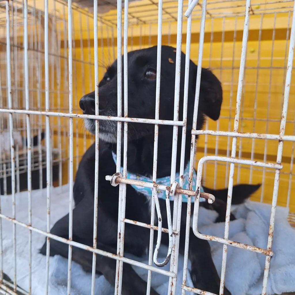 Preta, cadela de porte pequeno para adoção em Blumenau - SC