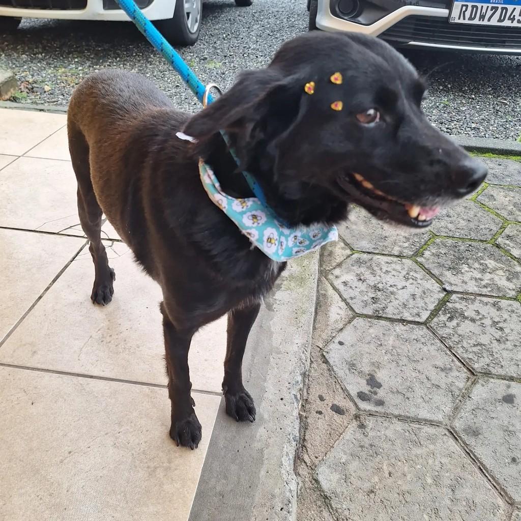 Preta, cadela de porte pequeno para adoção em Blumenau - SC — foto 2 de 3