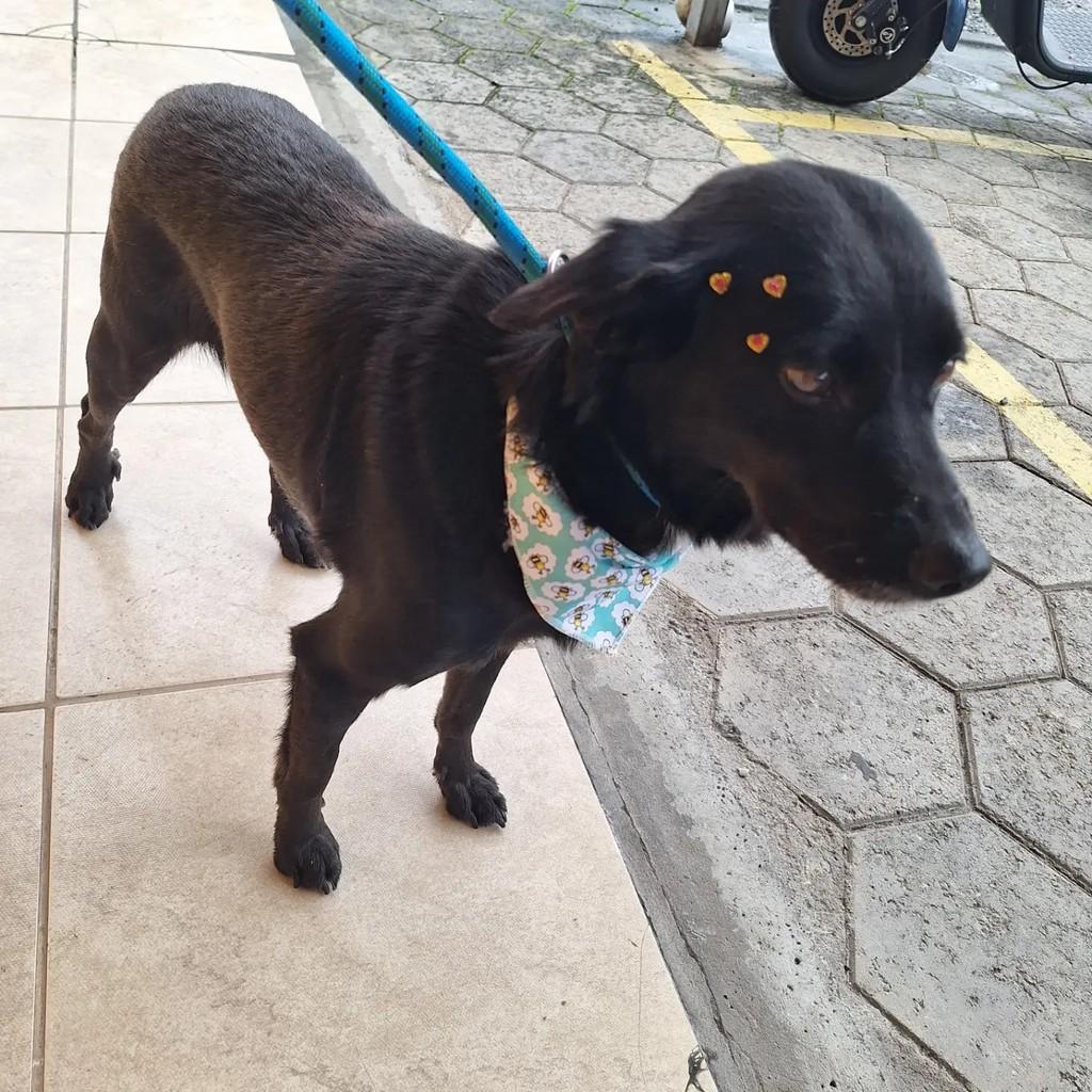 Preta, cadela de porte pequeno para adoção em Blumenau - SC — foto 3 de 3