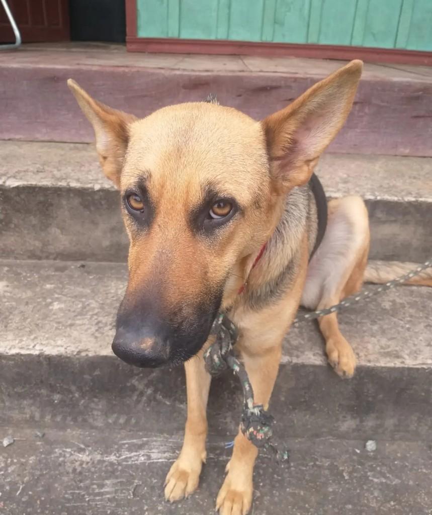 Pastora, cadela de porte médio para adoção em Blumenau - SC