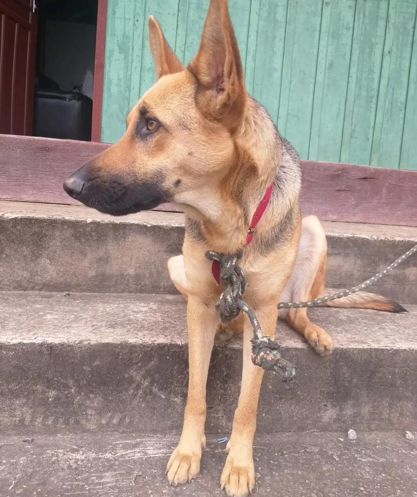 Pastora, cadela de porte médio para adoção em Blumenau - SC — foto 2 de 2