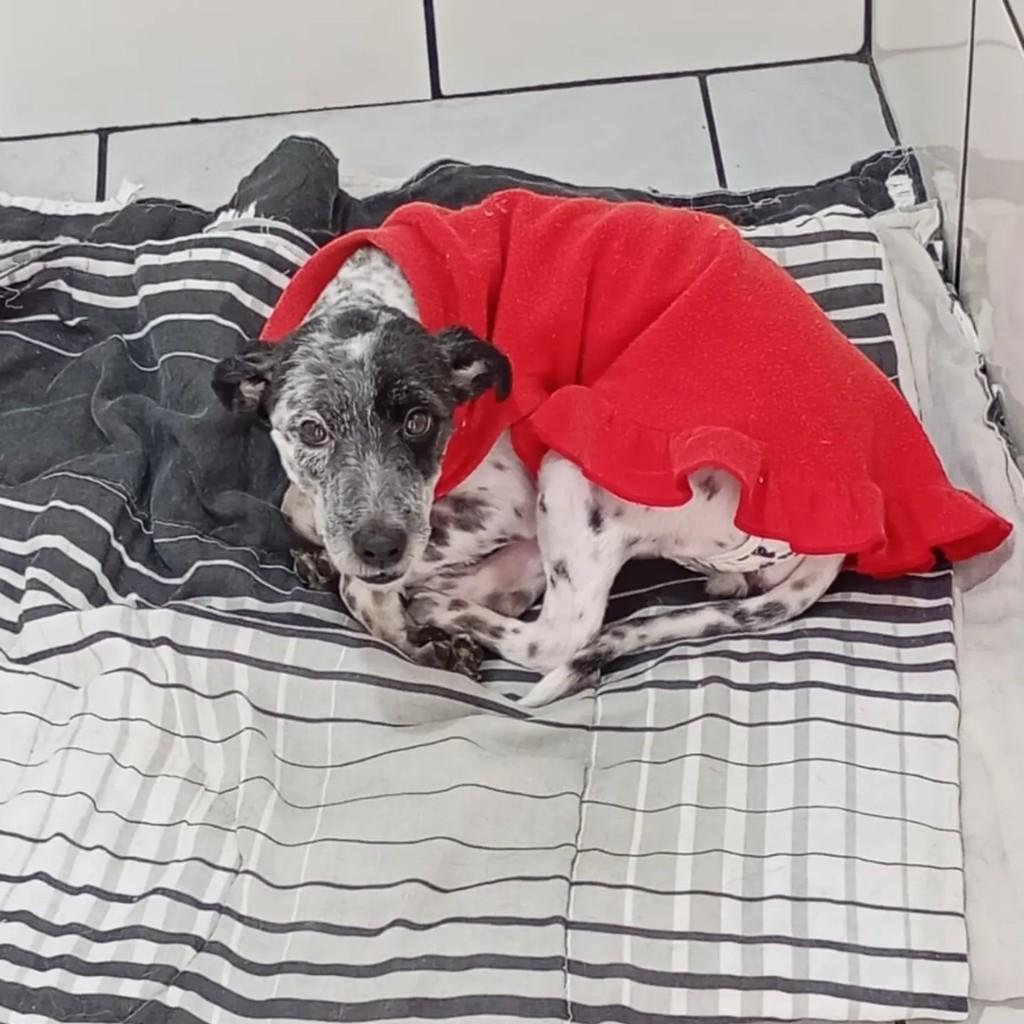 Floquinha, cadela de porte pequeno para adoção em Blumenau - SC