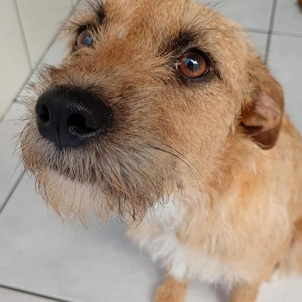 Flipa, cadela de porte pequeno para adoção em Blumenau - SC — foto 2 de 2
