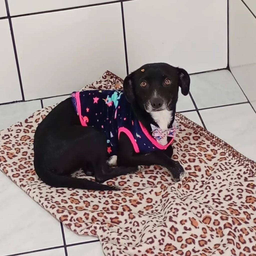 Petúnia, cadela de porte pequeno para adoção em Blumenau - SC