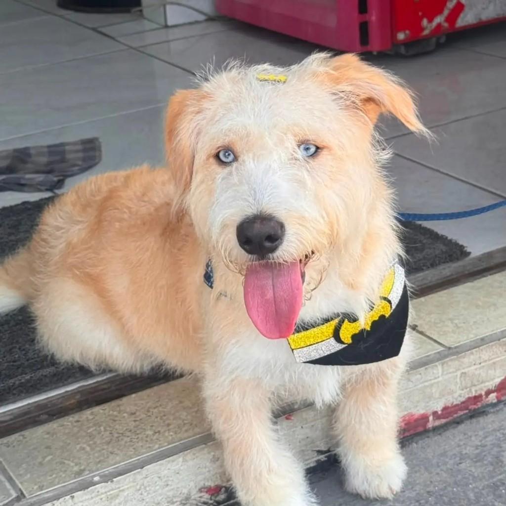 Duque, cachorro de porte pequeno para adoção em Blumenau - SC