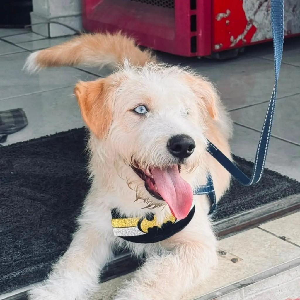 Duque, cachorro de porte pequeno para adoção em Blumenau - SC — foto 2 de 2