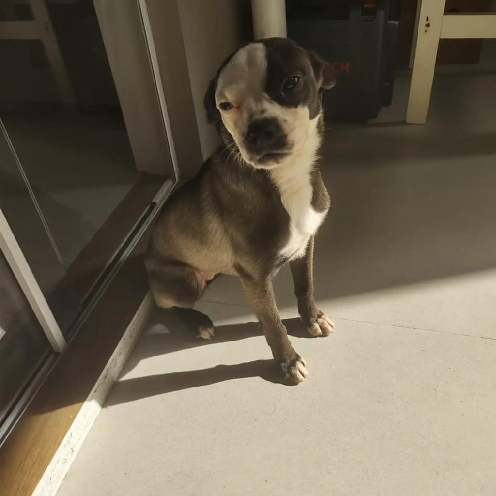 Guida, cadela de porte pequeno para adoção em Blumenau - SC — foto 3 de 5