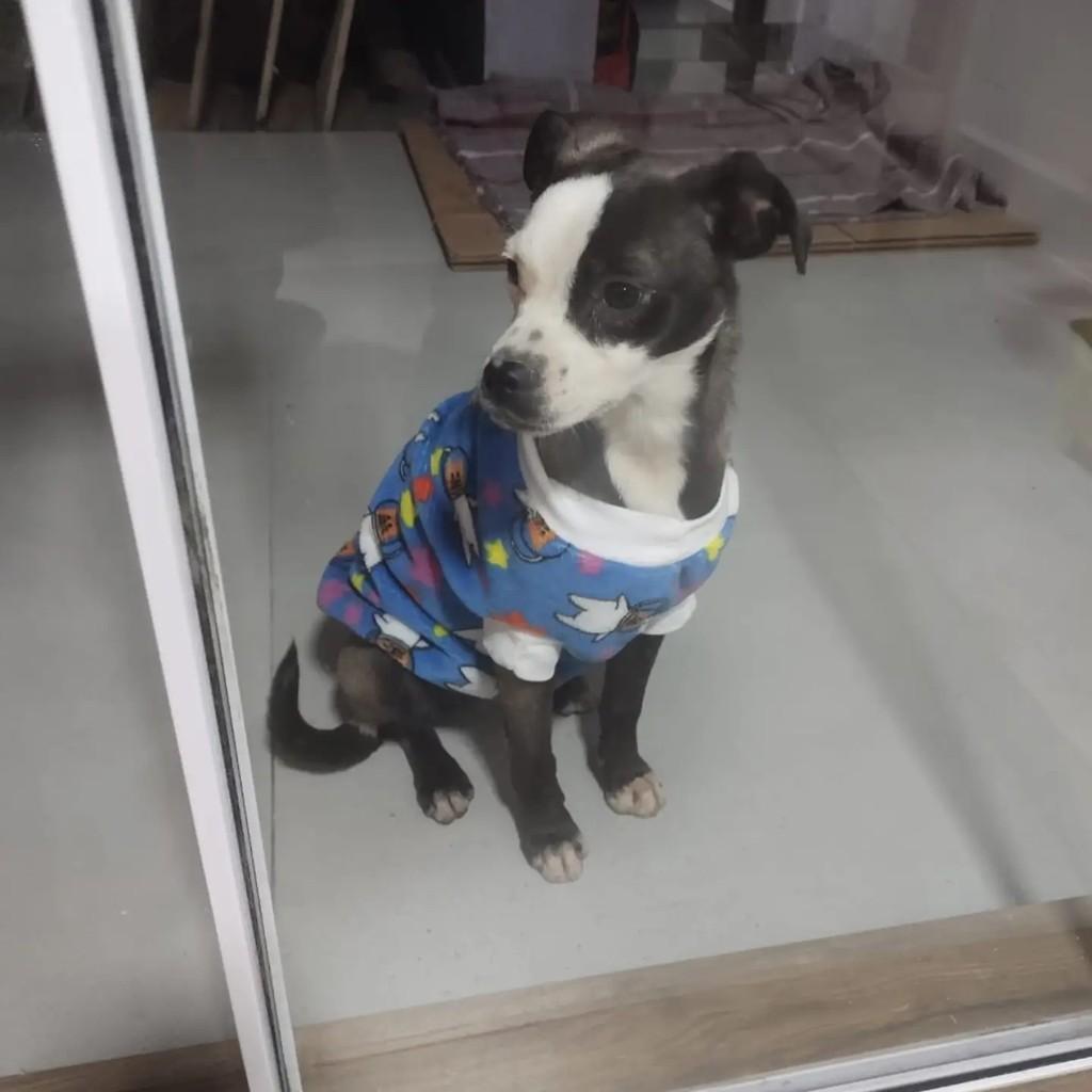 Guida, cadela de porte pequeno para adoção em Blumenau - SC — foto 5 de 5