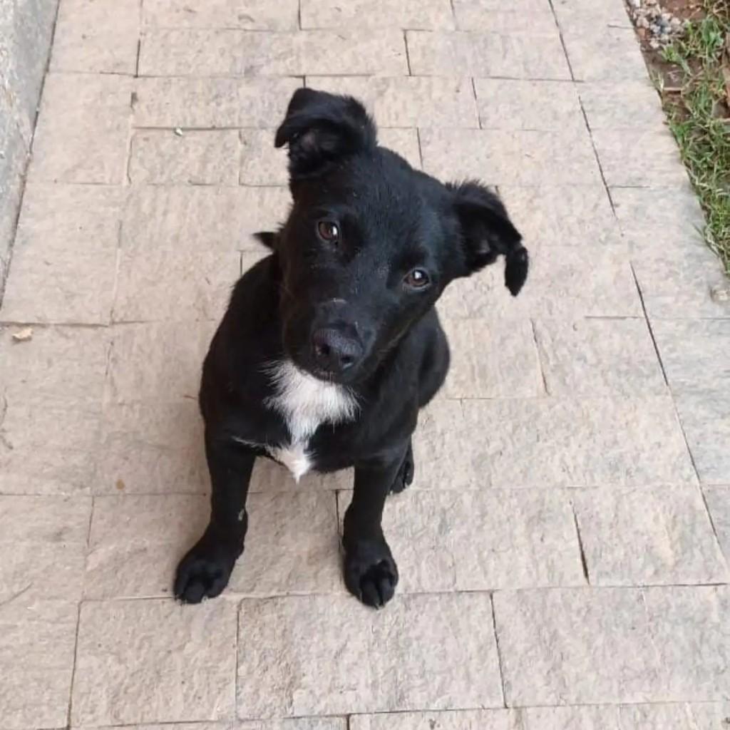 Leco, cachorro de porte médio para adoção em Blumenau - SC