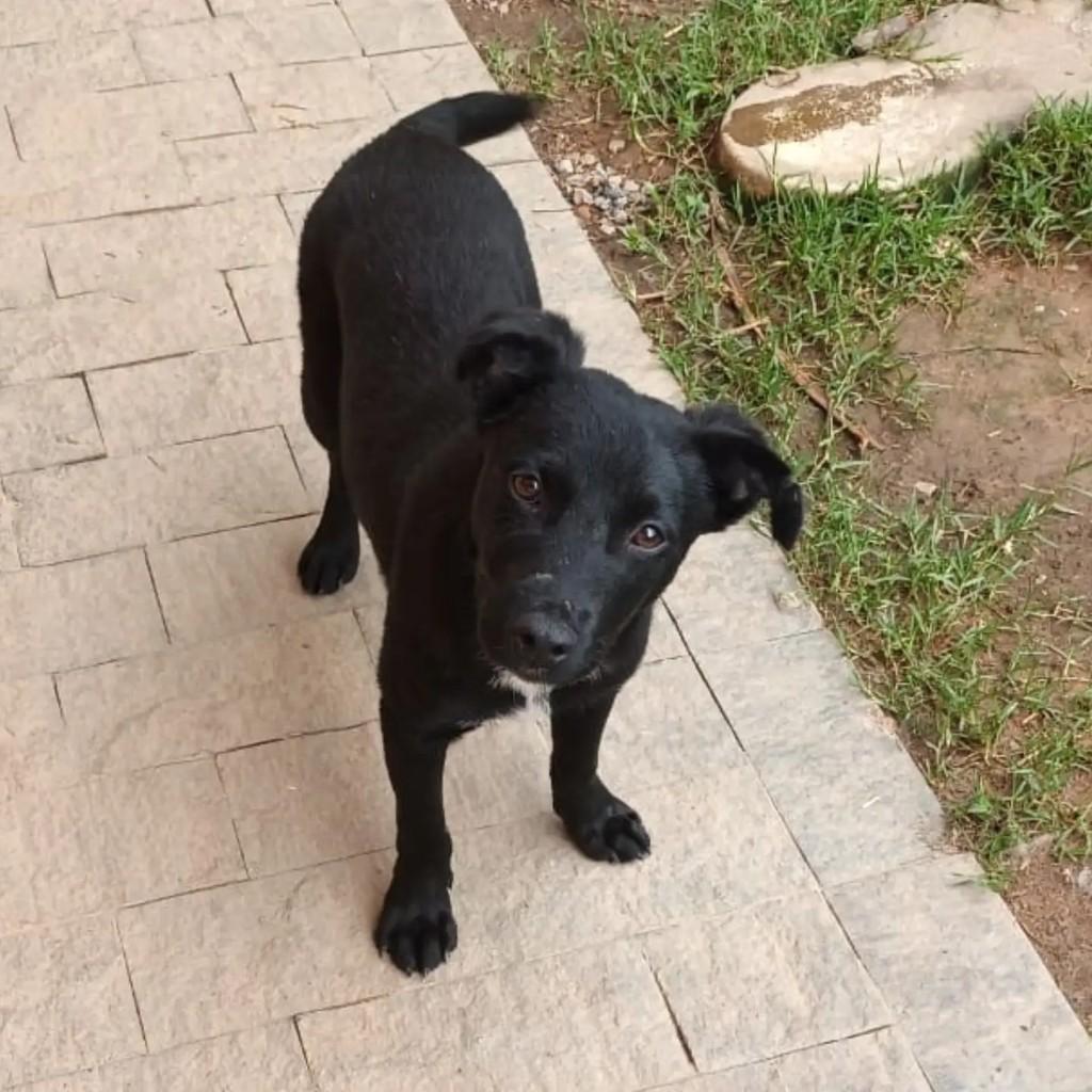 Leco, cachorro de porte médio para adoção em Blumenau - SC — foto 2 de 2