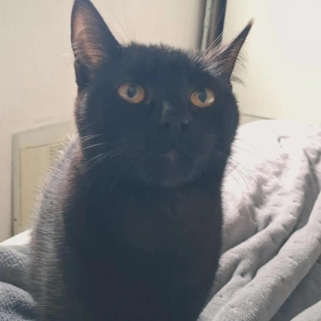 Preto, gato de porte pequeno para adoção em Blumenau - SC