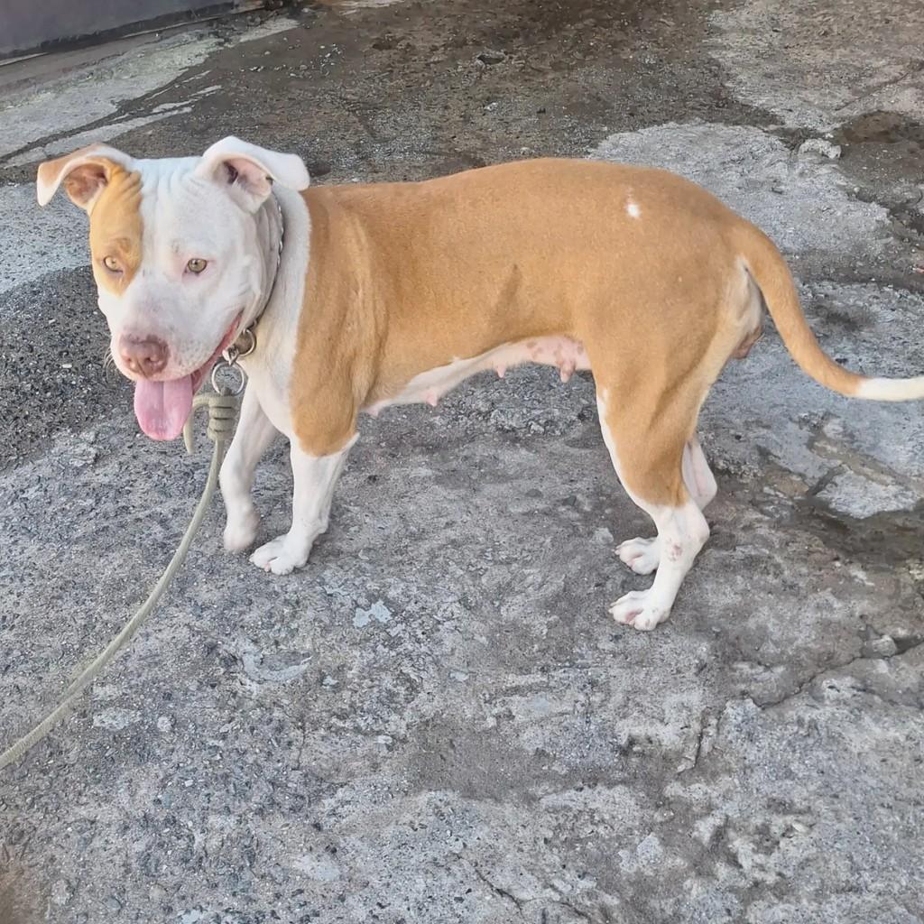 Mayla, cadela de porte médio para adoção em Blumenau - SC