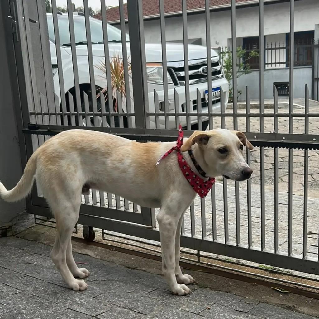 Giu, cachorro de porte médio para adoção em Blumenau - SC