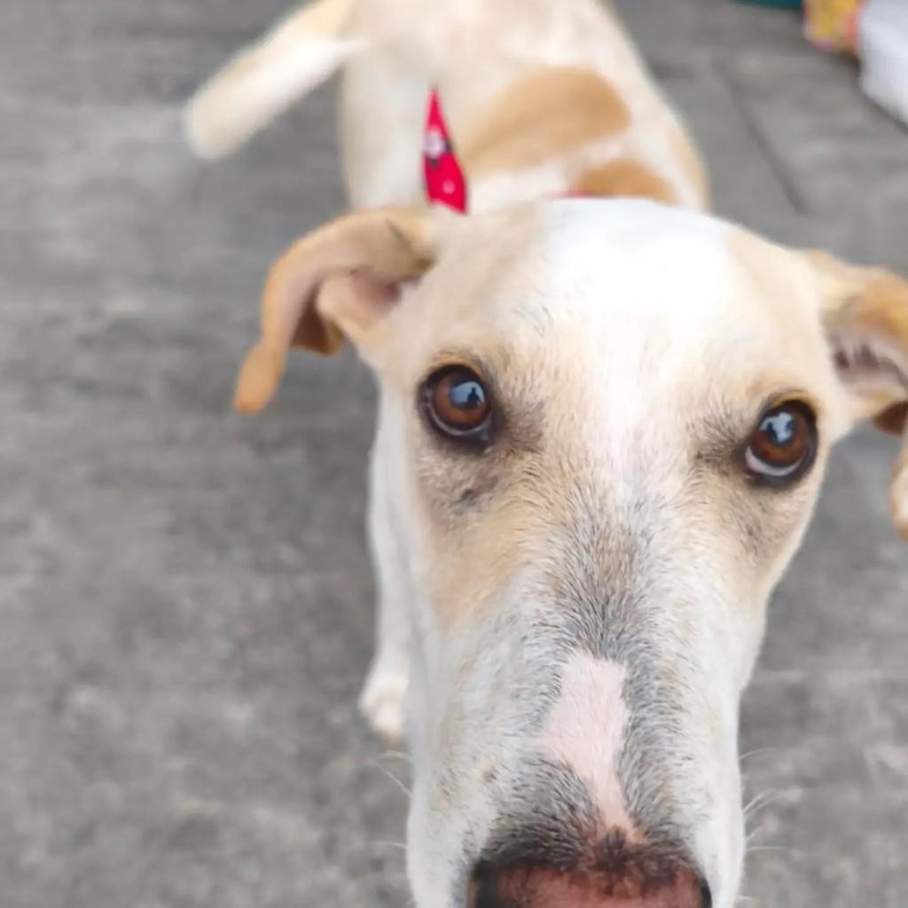 Giu, cachorro de porte médio para adoção em Blumenau - SC — foto 2 de 3
