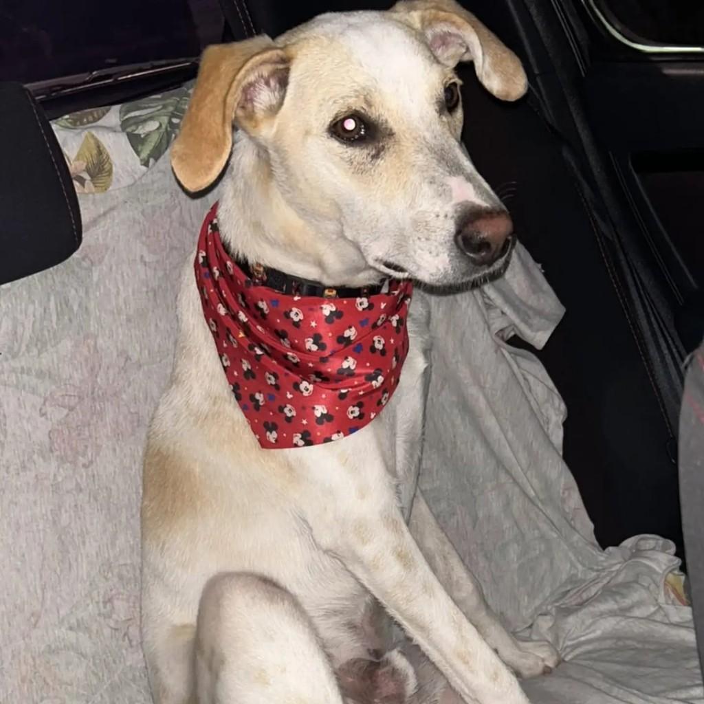 Giu, cachorro de porte médio para adoção em Blumenau - SC — foto 3 de 3