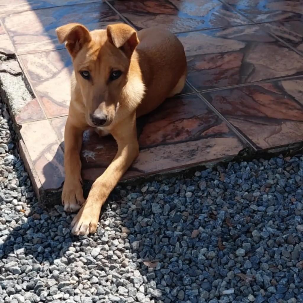 Roger, cachorro de porte pequeno para adoção em Blumenau - SC