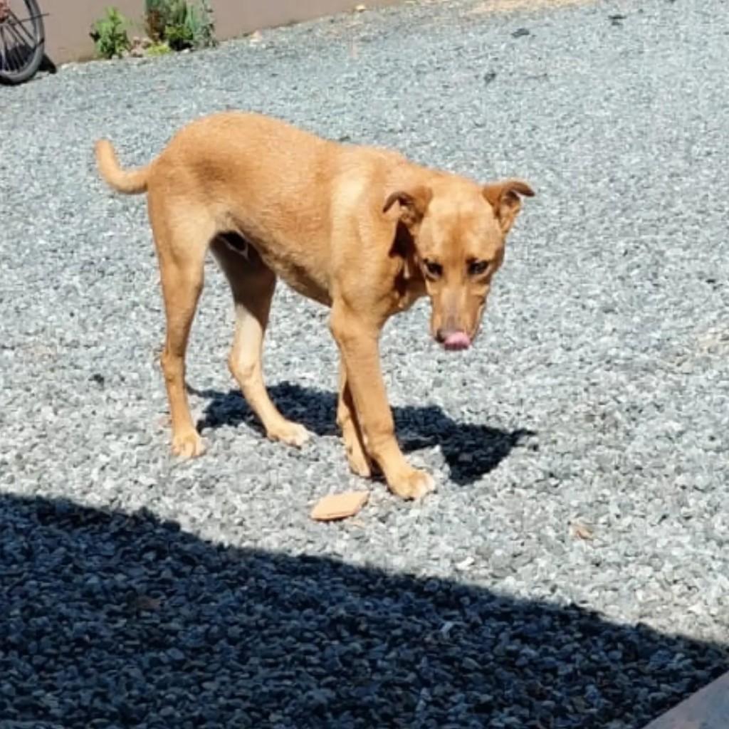 Roger, cachorro de porte pequeno para adoção em Blumenau - SC — foto 2 de 2