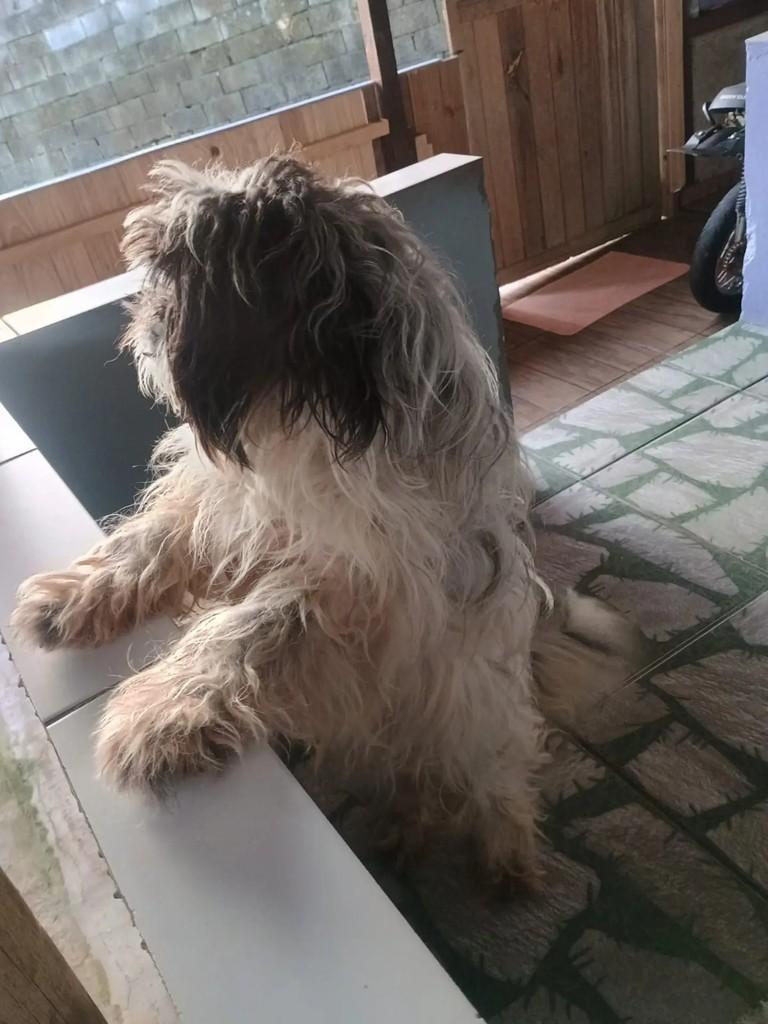 Pipoca, cadela de porte médio para adoção em Blumenau - SC