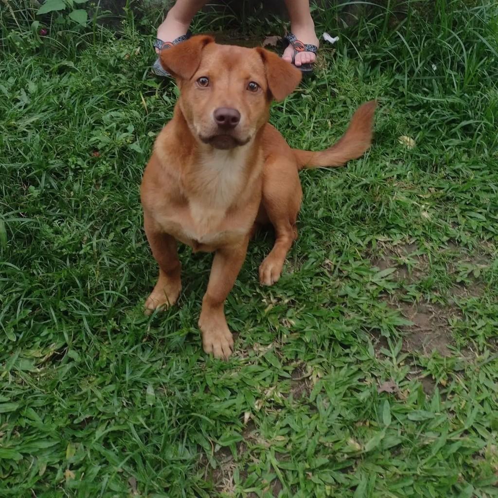 Jeck, cachorro de porte pequeno para adoção em Blumenau - SC