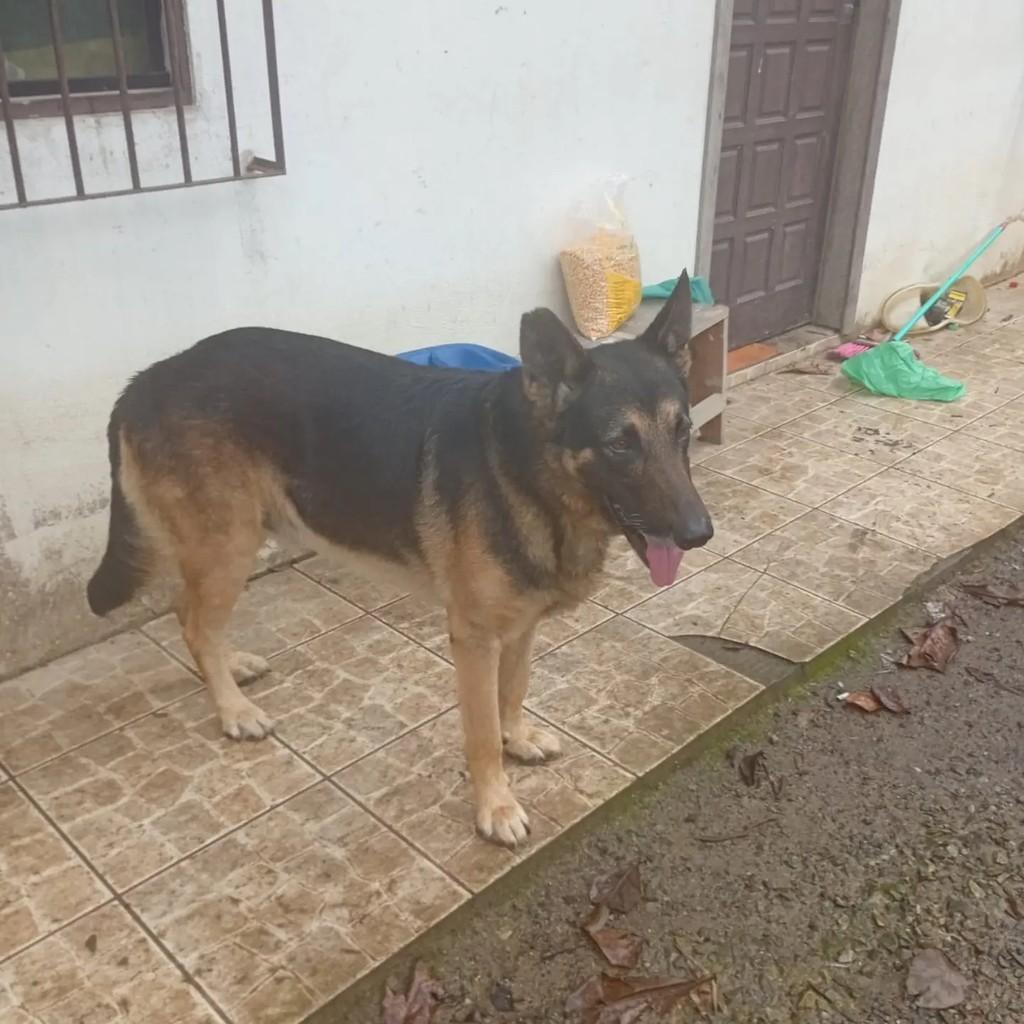Flash, cachorro de porte grande para adoção em Blumenau - SC