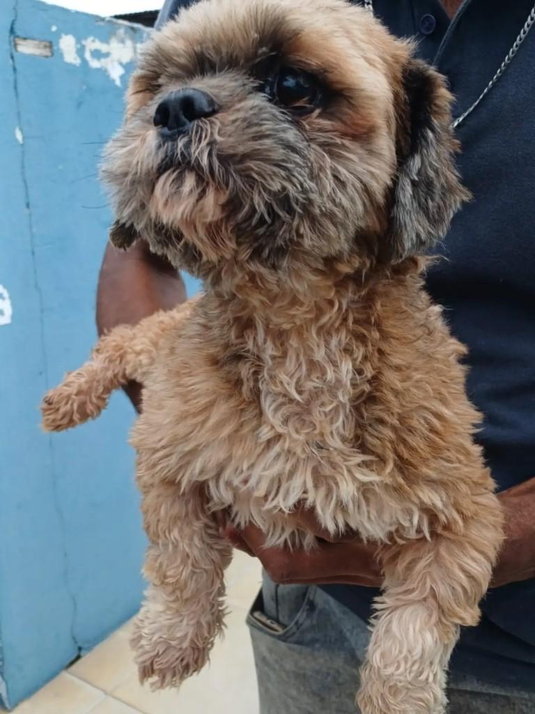 Schitzu, cachorro de porte pequeno para adoção em Blumenau - SC