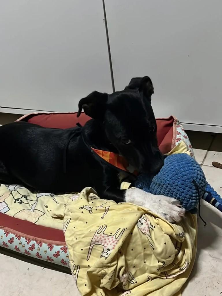 Elidio, cachorro de porte médio para adoção em Blumenau - SC