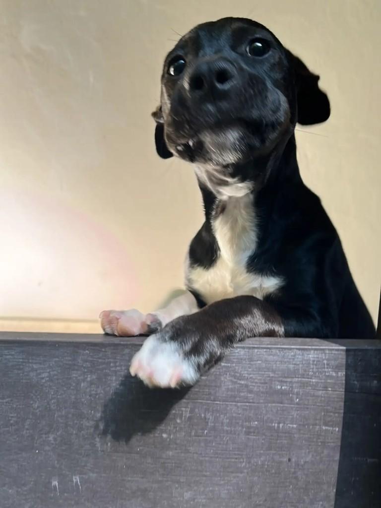 Elidio, cachorro de porte médio para adoção em Blumenau - SC — foto 2 de 4