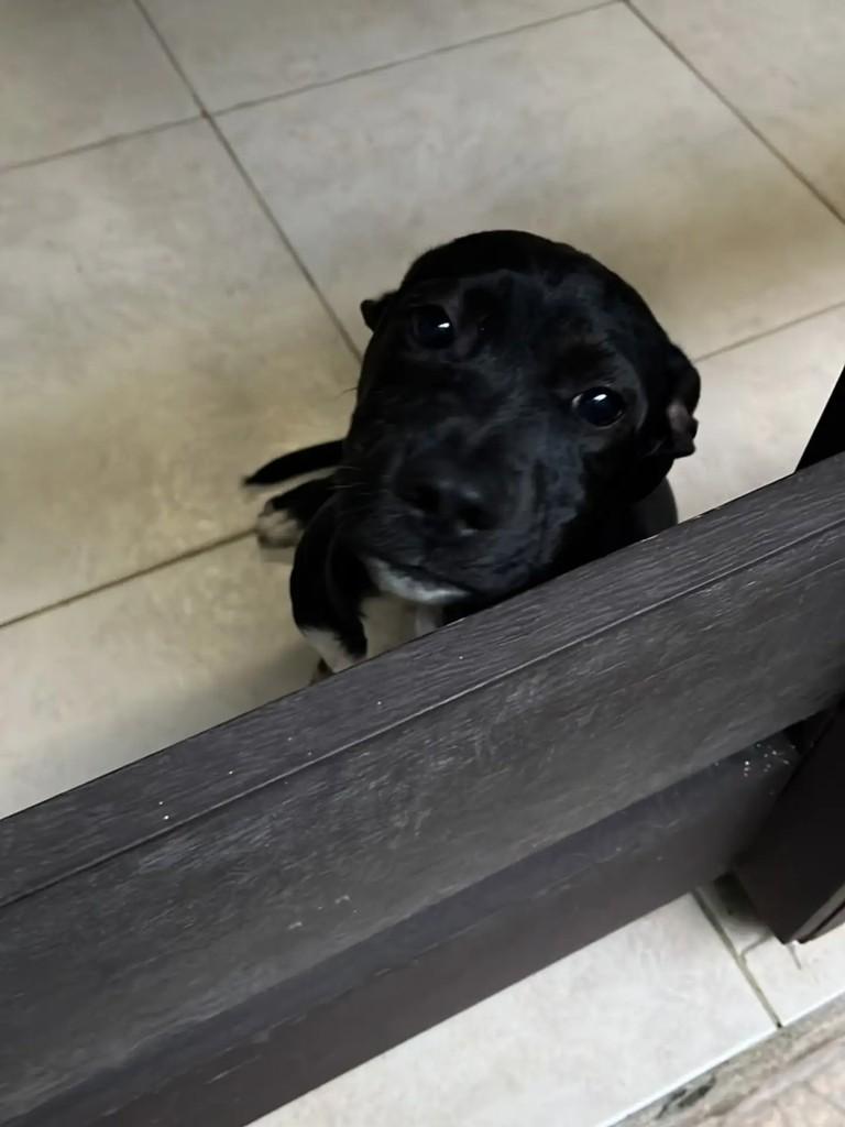 Elidio, cachorro de porte médio para adoção em Blumenau - SC — foto 3 de 4