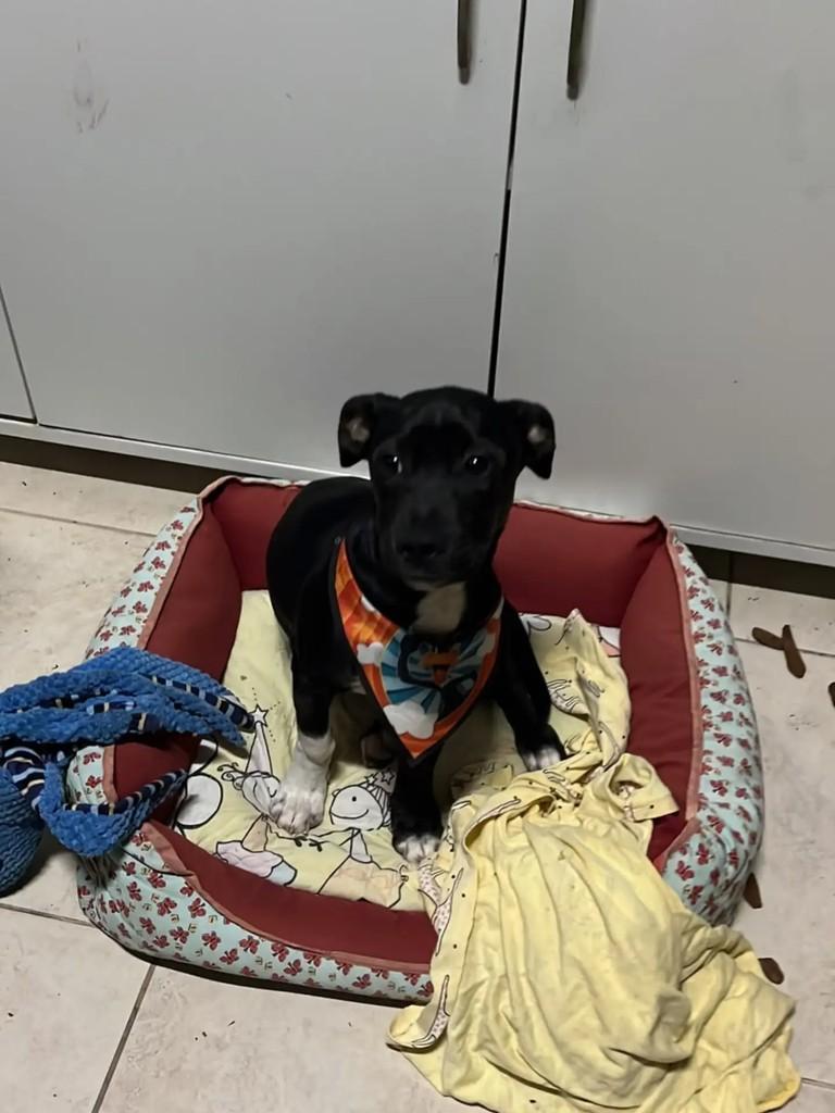 Elidio, cachorro de porte médio para adoção em Blumenau - SC — foto 4 de 4