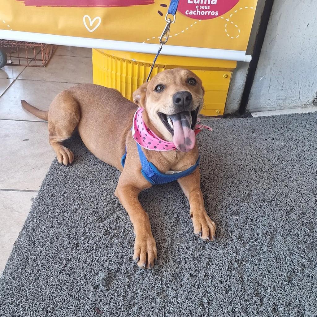 Meggi, cadela de porte médio para adoção em Blumenau - SC