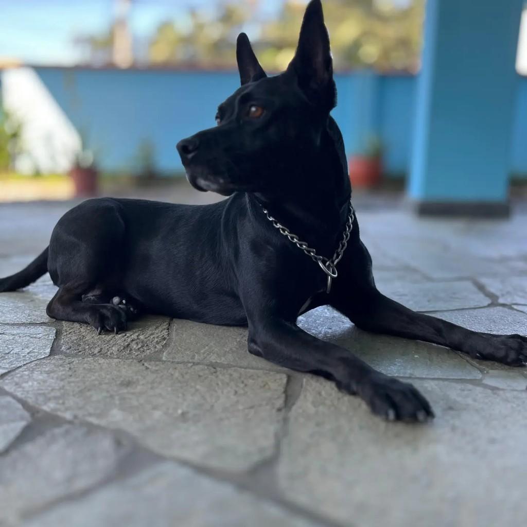 Zaira, cadela de porte médio para adoção em Blumenau - SC — foto 3 de 3