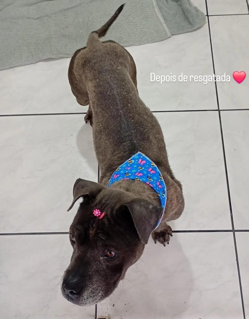 Layka, cadela de porte médio para adoção em Blumenau - SC