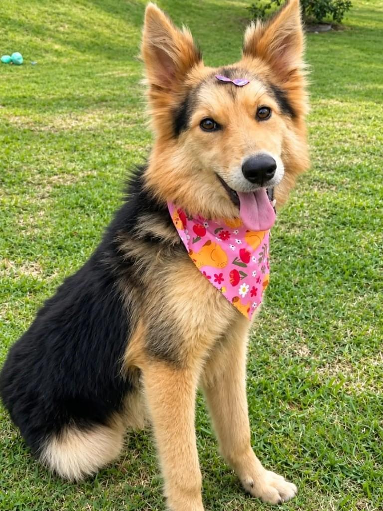 Lessie, cadela de porte pequeno para adoção em Blumenau - SC