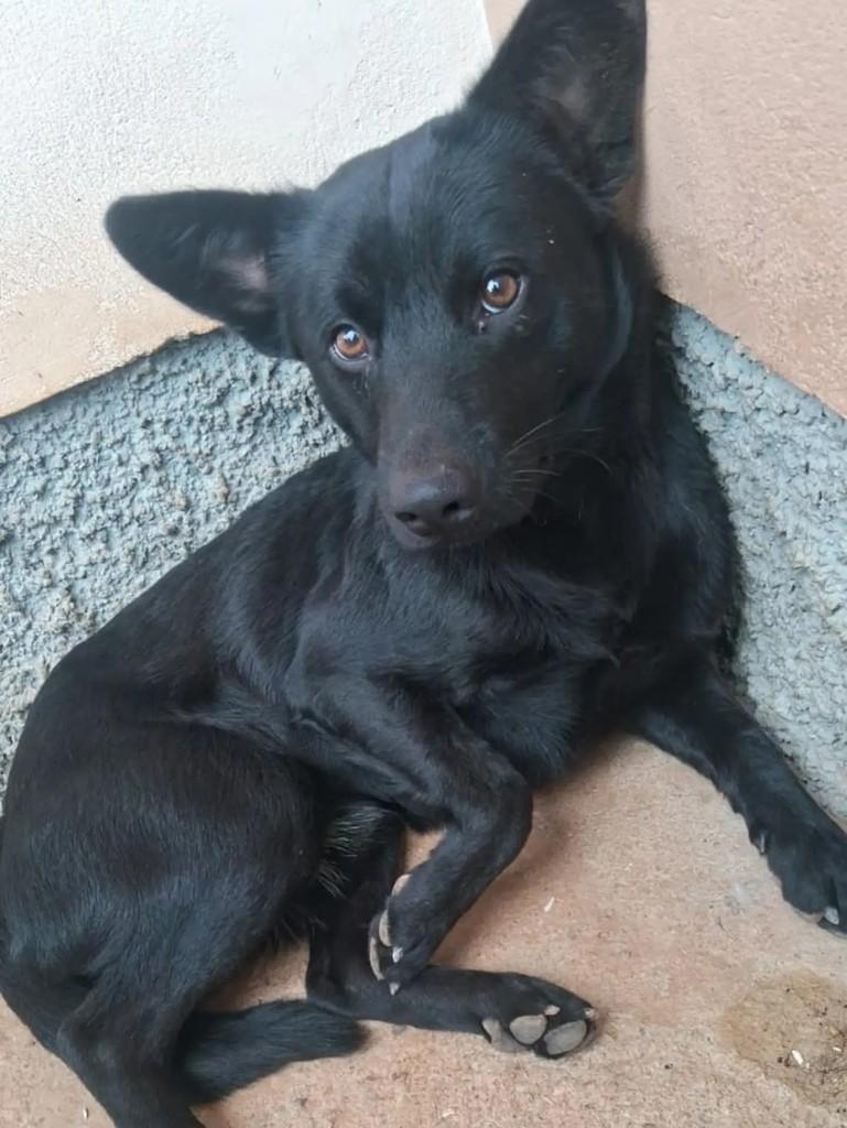 Bidu, cachorro de porte pequeno para adoção em Blumenau - SC