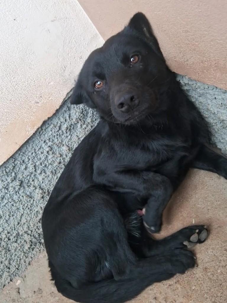 Bidu, cachorro de porte pequeno para adoção em Blumenau - SC — foto 2 de 2