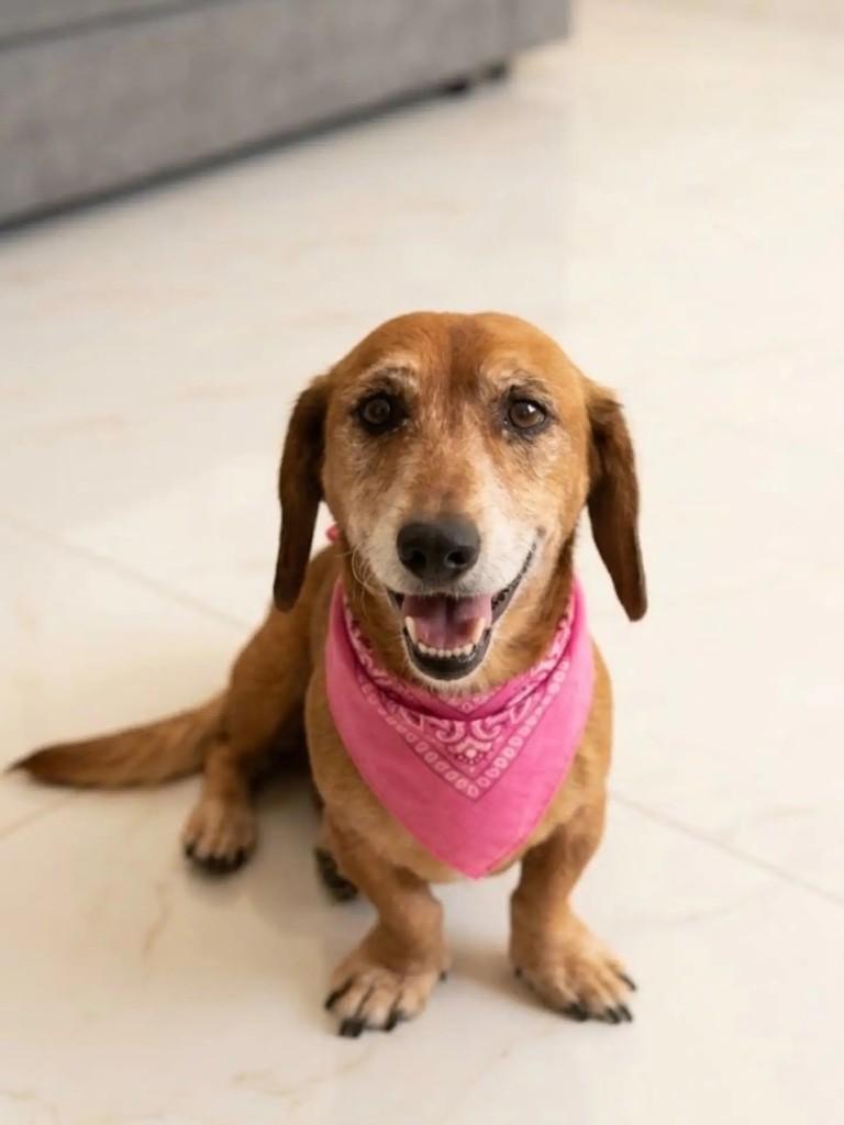 Penélope, cadela de porte pequeno para adoção em Blumenau - SC