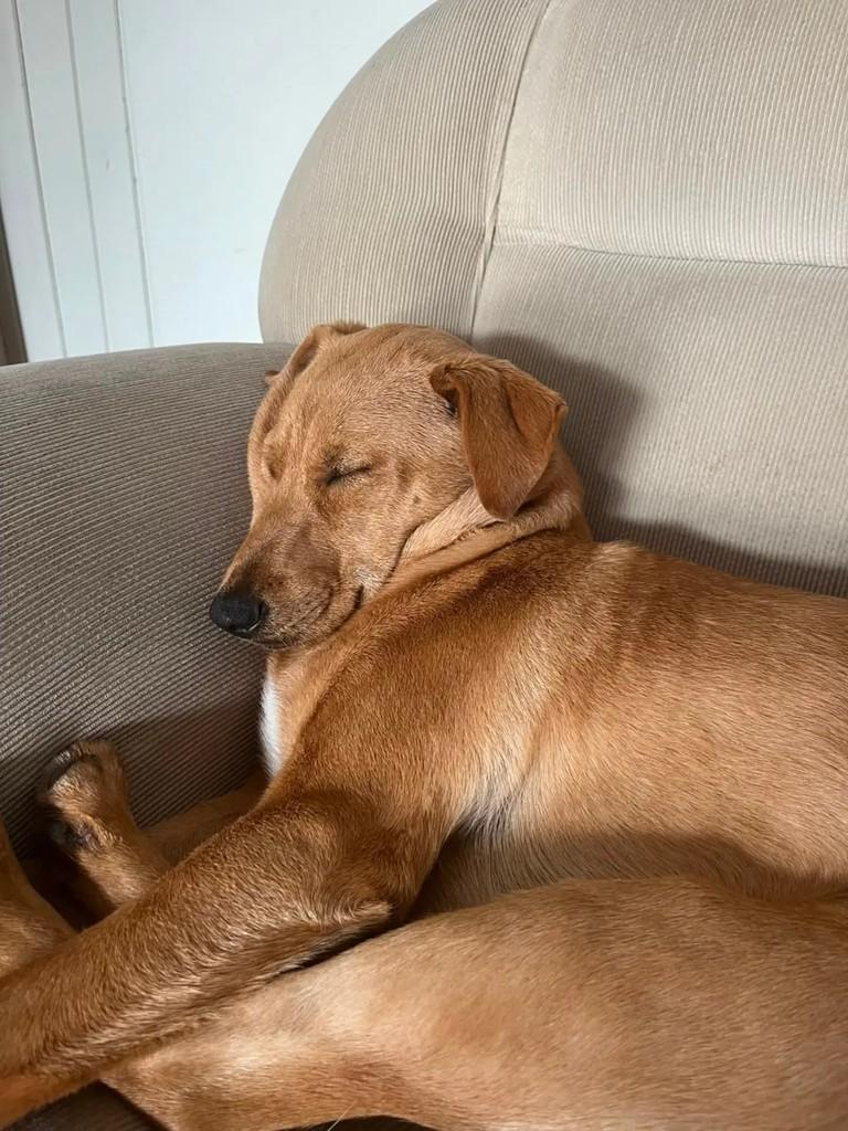Kiara, cadela de porte grande para adoção em Blumenau - SC