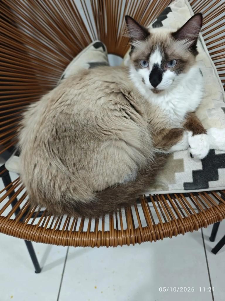 Mel, gata para adoção em Blumenau - SC