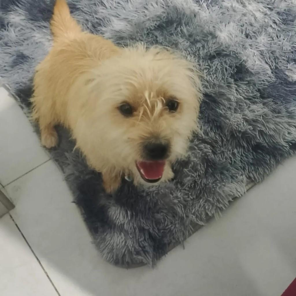 Tobi, cachorro de porte pequeno para adoção em Blumenau - SC