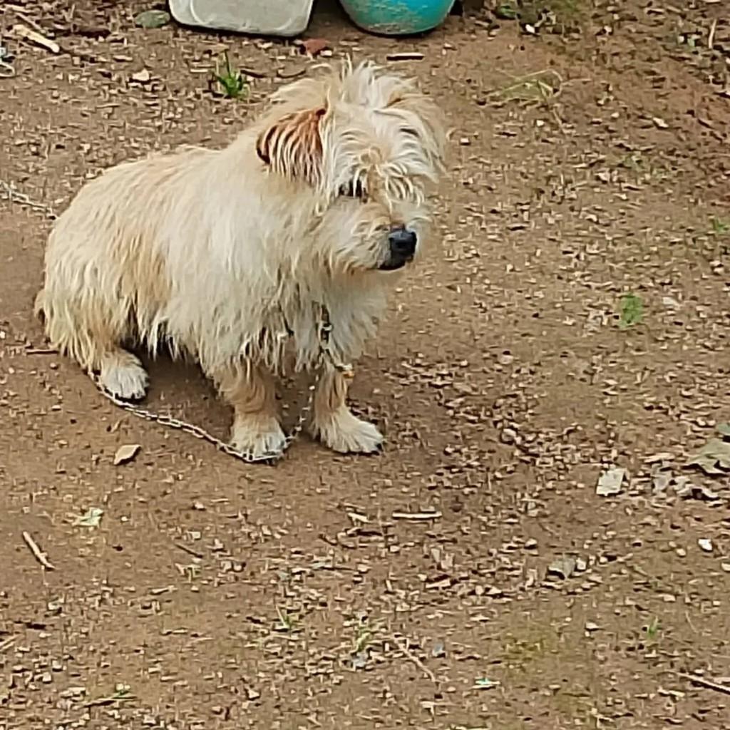 Tobi, cachorro de porte pequeno para adoção em Blumenau - SC — foto 2 de 2