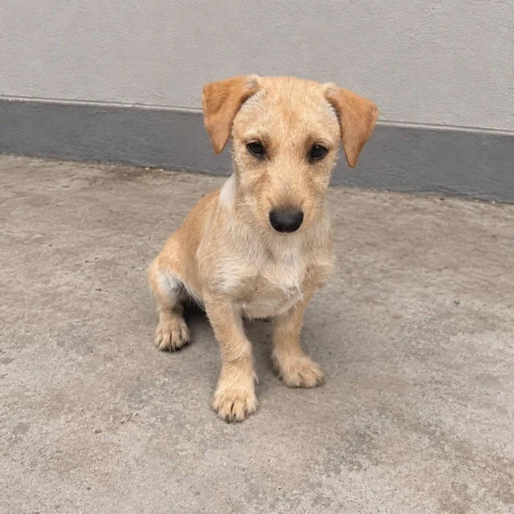 Caramelinho, cachorro de porte médio para adoção em Blumenau - SC