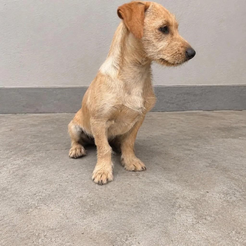 Caramelinho, cachorro de porte médio para adoção em Blumenau - SC — foto 2 de 2