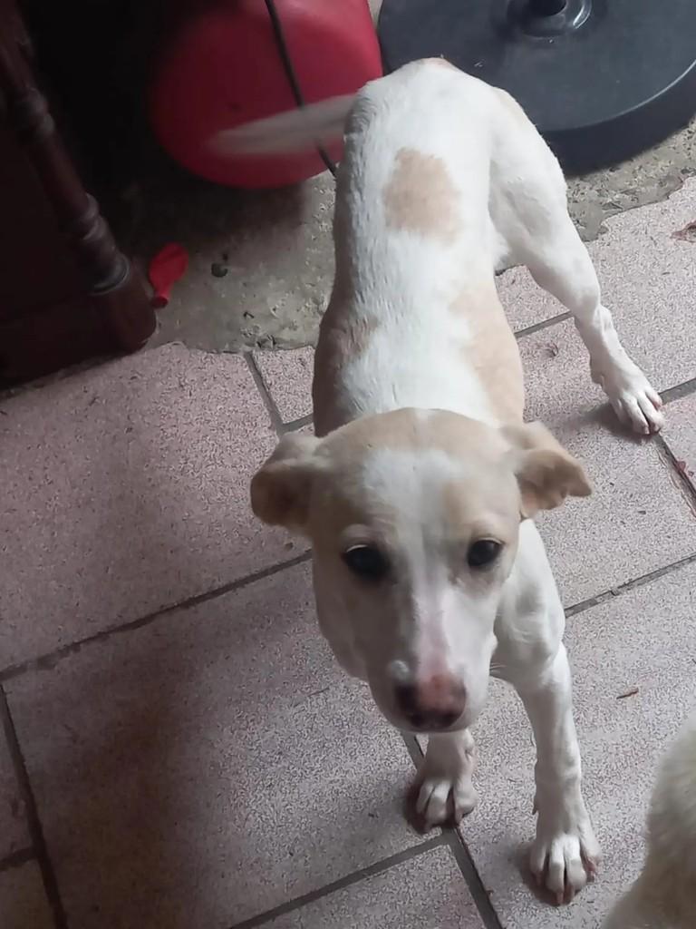 Kelly, cadela de porte pequeno para adoção em Blumenau - SC
