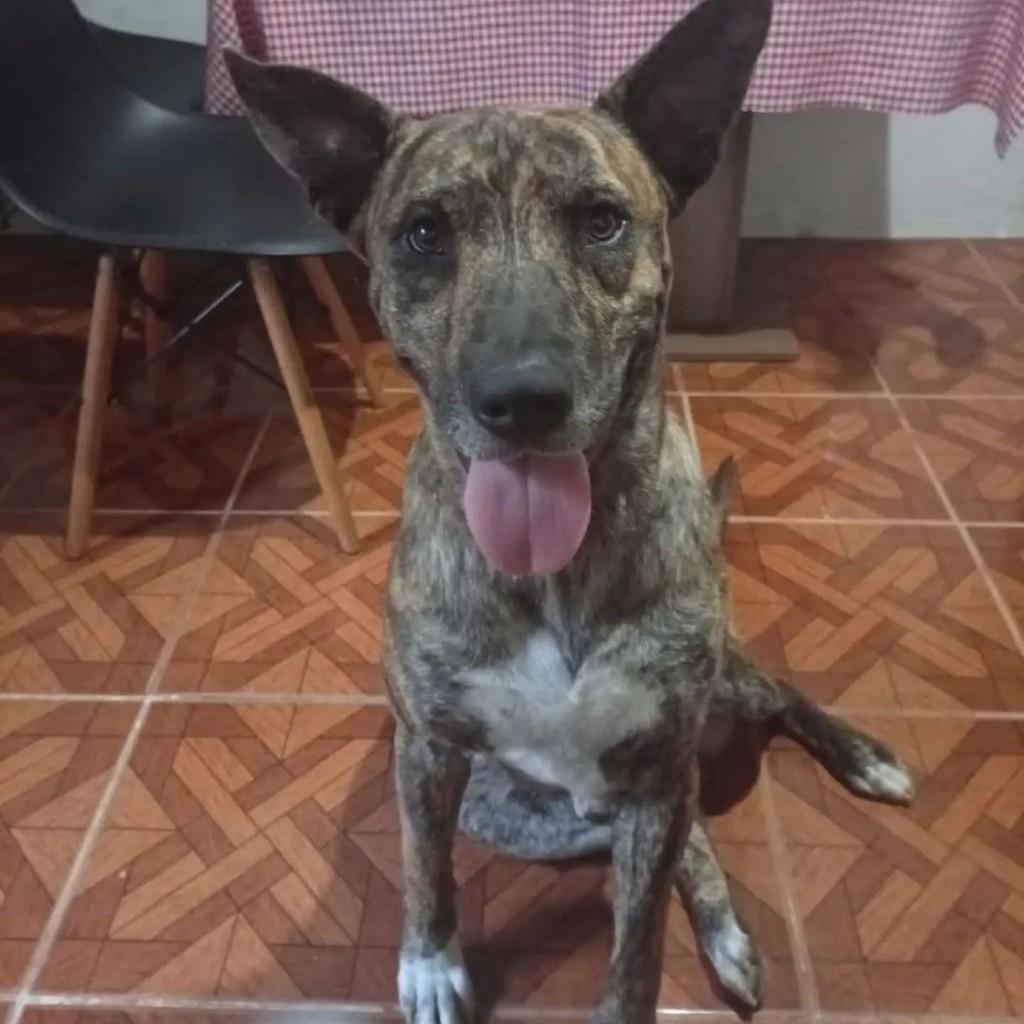 Lóki, cachorro de porte grande para adoção em Blumenau - SC