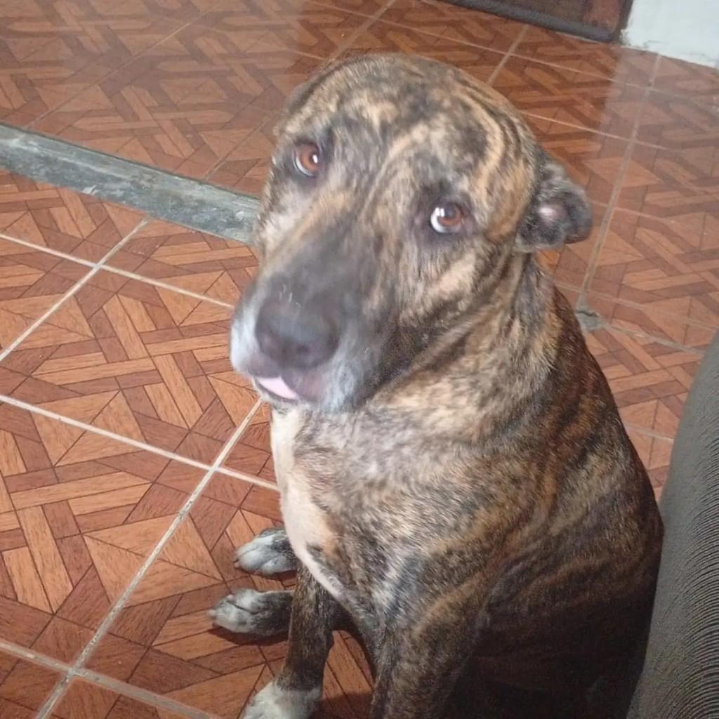 Lóki, cachorro de porte grande para adoção em Blumenau - SC — foto 2 de 2