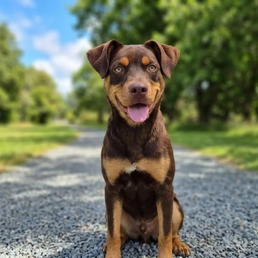 Spike, cachorro de porte grande para adoção em Blumenau - SC